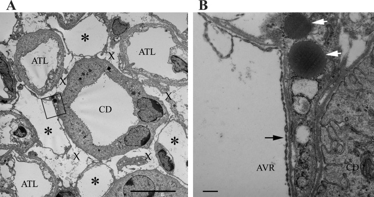 Fig. 10.