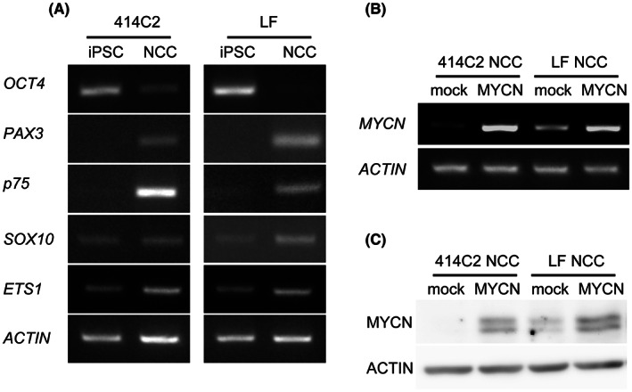 FIGURE 1