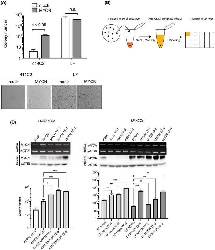 FIGURE 2