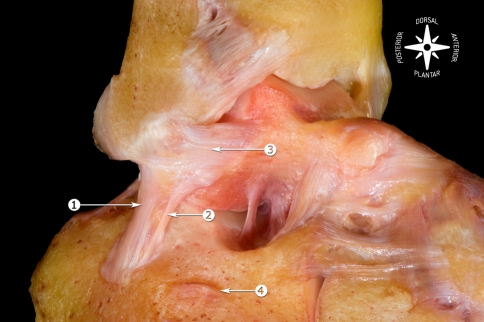 Fig. 7