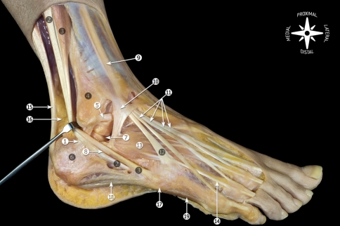 Fig. 6