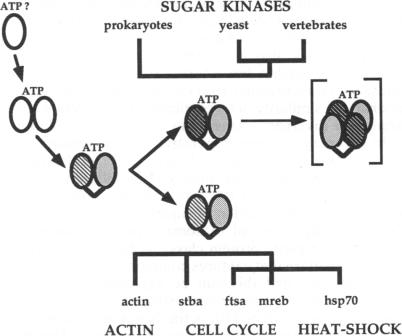 graphic file with name pnas01090-0015-a.jpg