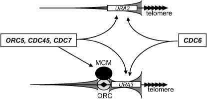 Figure 7.—