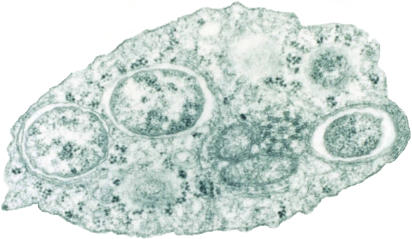 Transmission electron micrograph of Wolbachia within an insect cell (Image courtesy of Scott O'Neill)