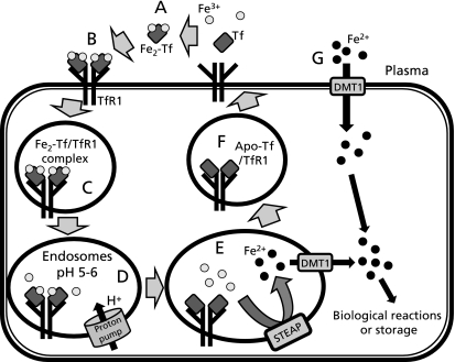 Fig. 2