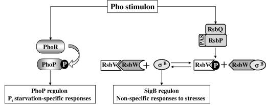 FIG. 9.