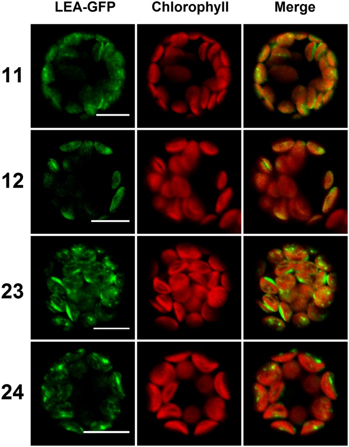 Figure 4.