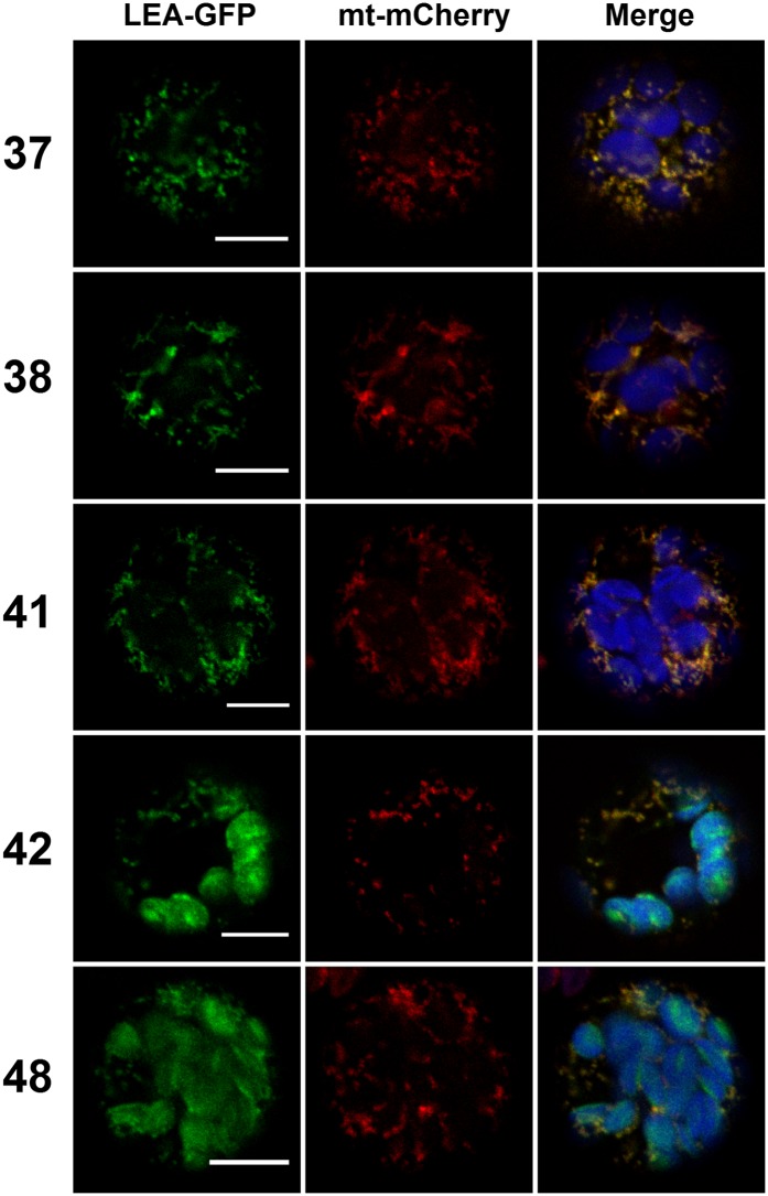 Figure 3.