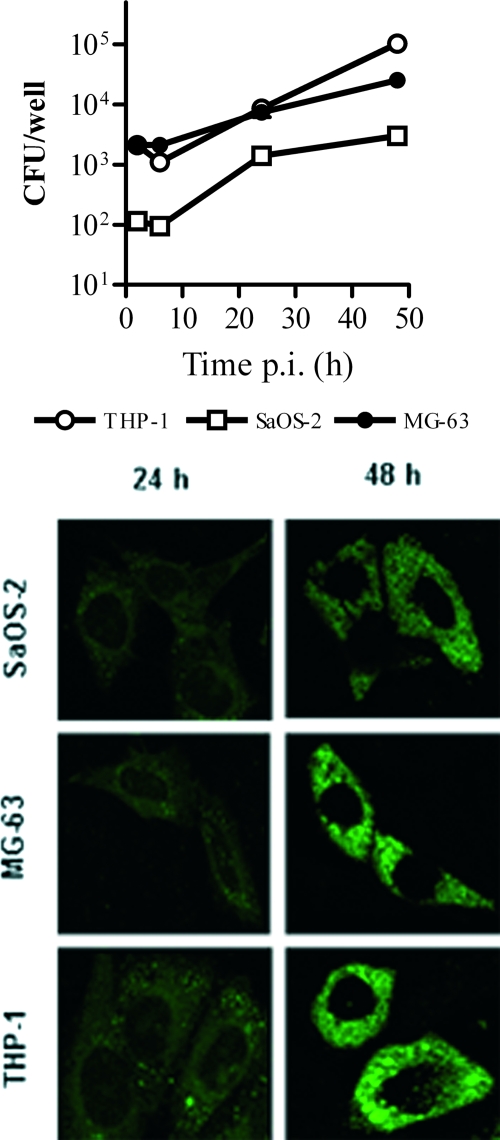 FIG. 2.