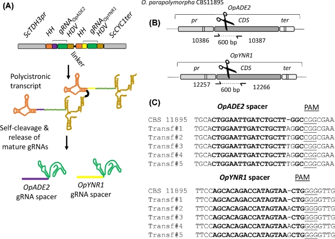 Figure 6.