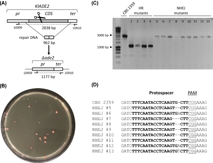 Figure 2.