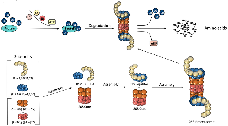 Figure 1: