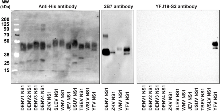 Supplementary Fig. S2