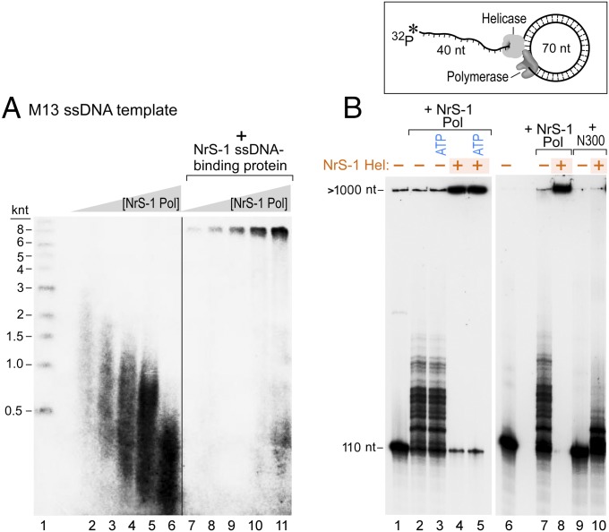 Fig. 6.