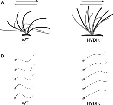 Figure 5