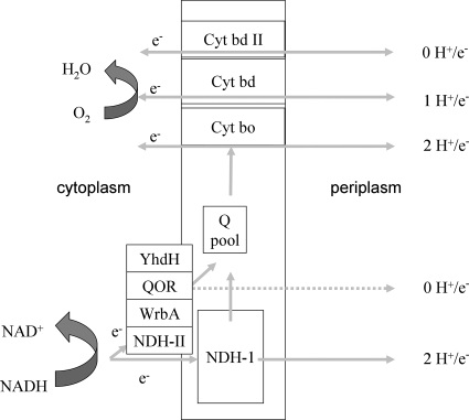 FIG. 1.