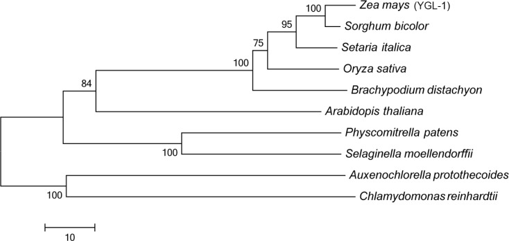 Fig 5