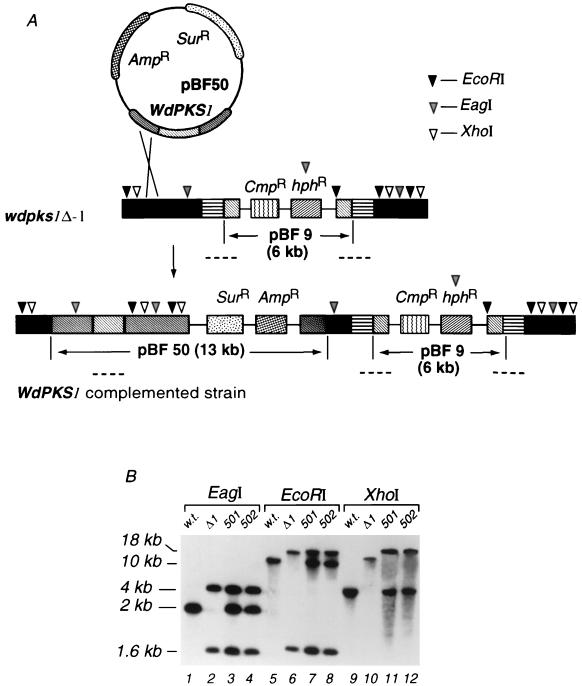 FIG. 5