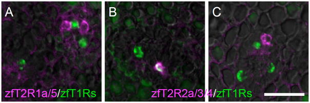 Fig. 8