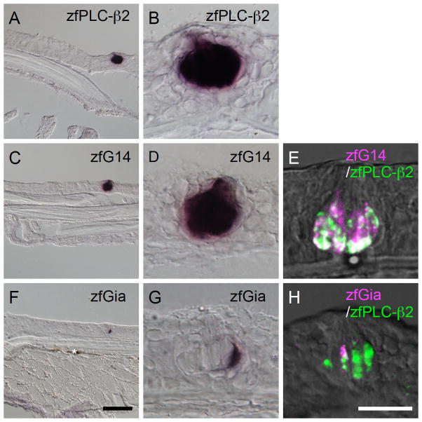 Fig. 9