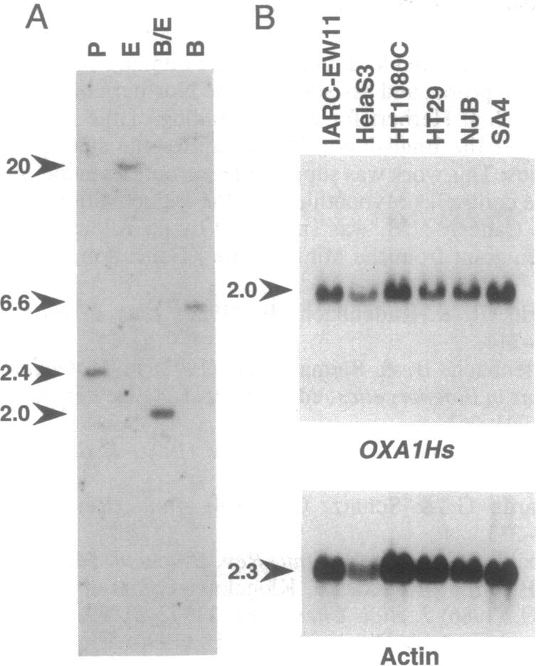 graphic file with name pnas01147-0222-a.jpg