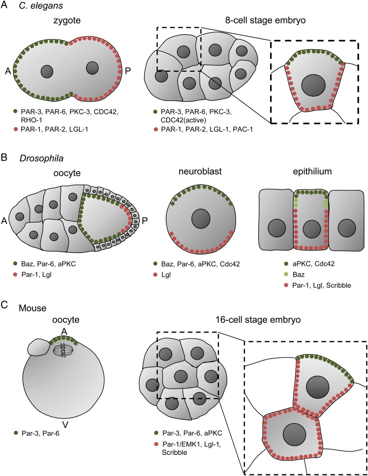 Figure 1