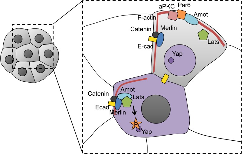 Figure 4