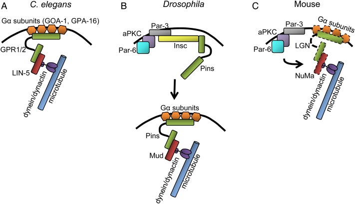 Figure 2