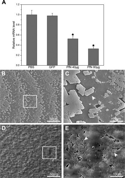 FIGURE 4.