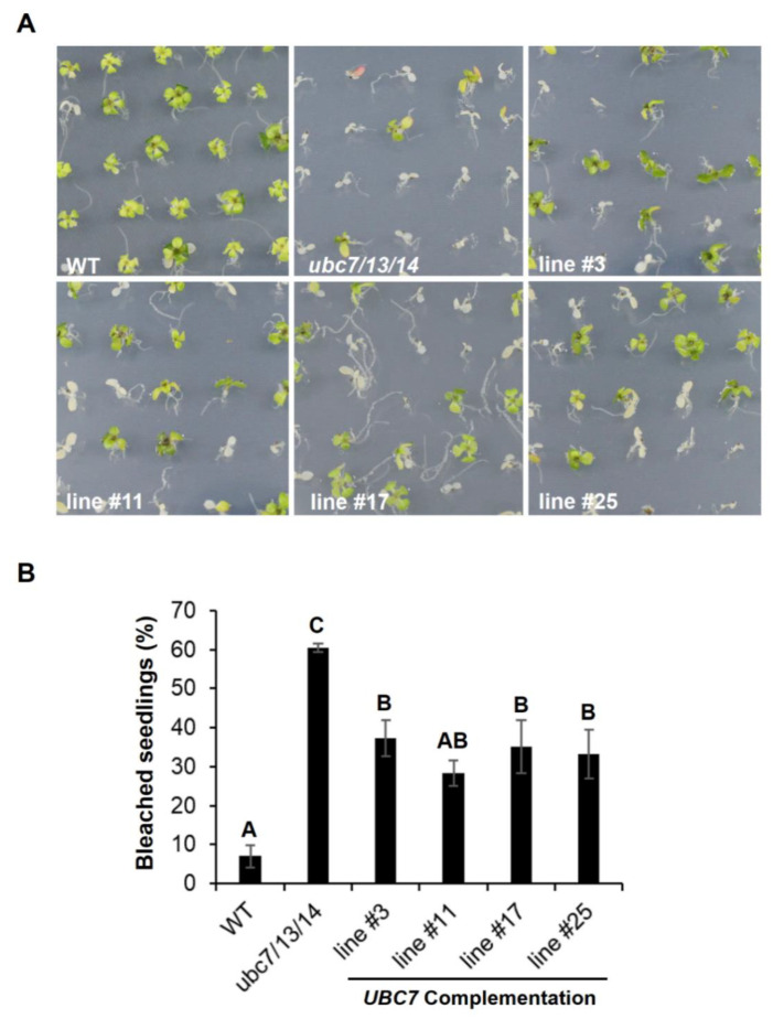 Figure 5