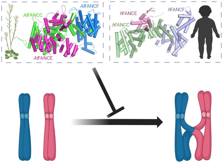 Graphical Abstract