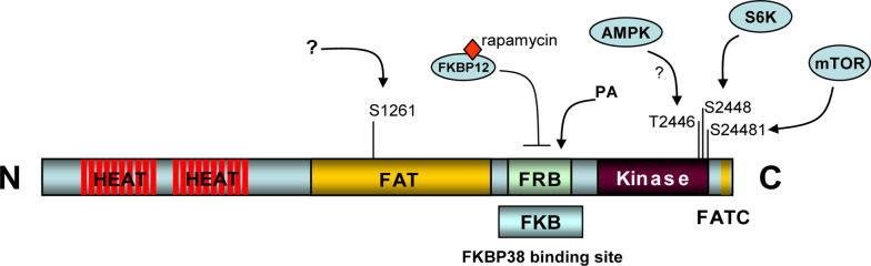 Fig. 2