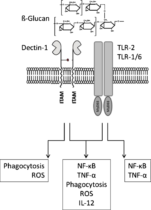 Fig. 1