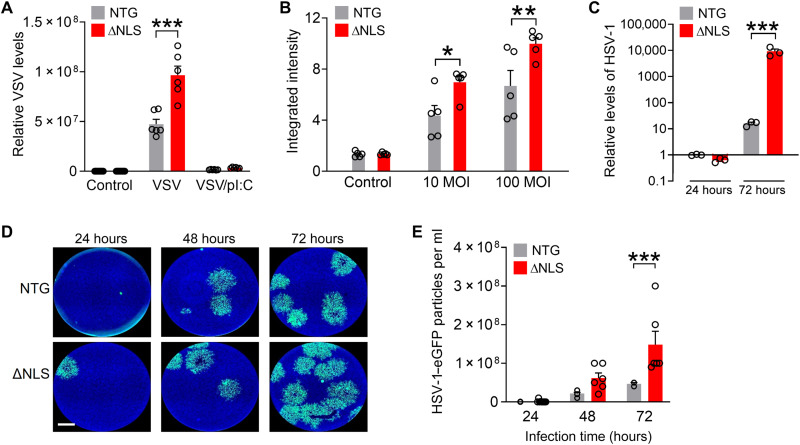 Astrocytic TDP-43 dysregulation impairs memory by modulating antiviral ...