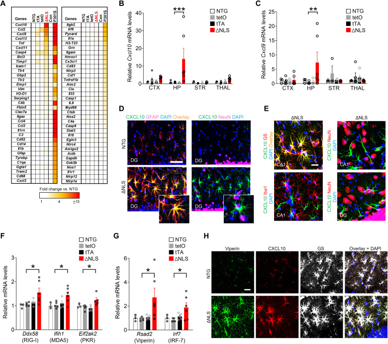 Astrocytic TDP-43 dysregulation impairs memory by modulating antiviral ...