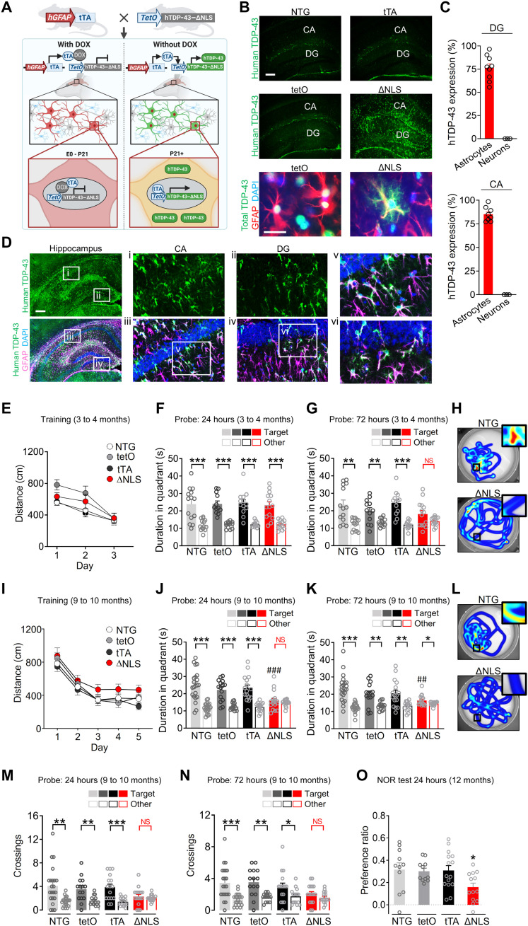 Astrocytic TDP-43 dysregulation impairs memory by modulating antiviral ...