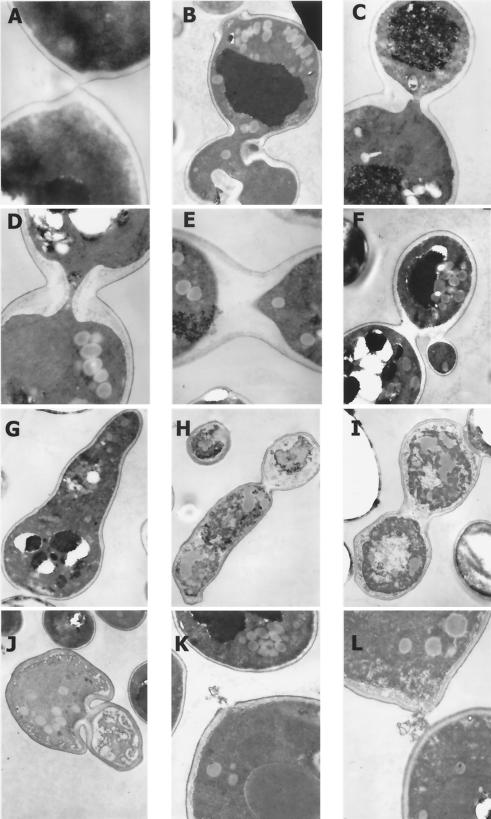 FIG. 5.