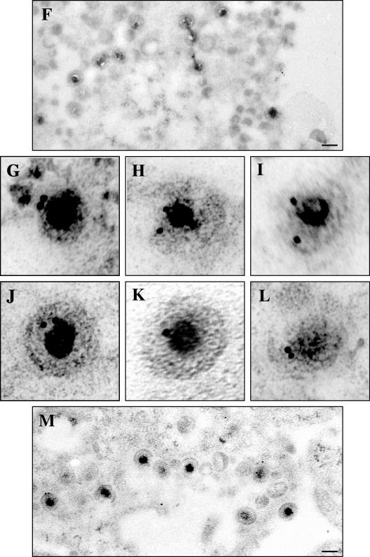 FIG.10.