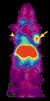 Supplementary Figure 1