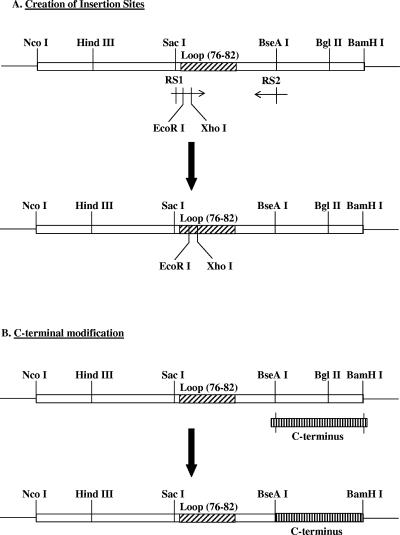 FIG. 1.