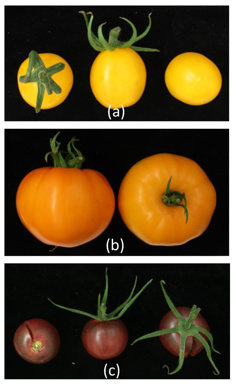 Figure 11