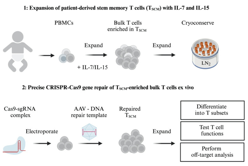 graphic file with name BioProtoc-14-20-5085-ga001.jpg