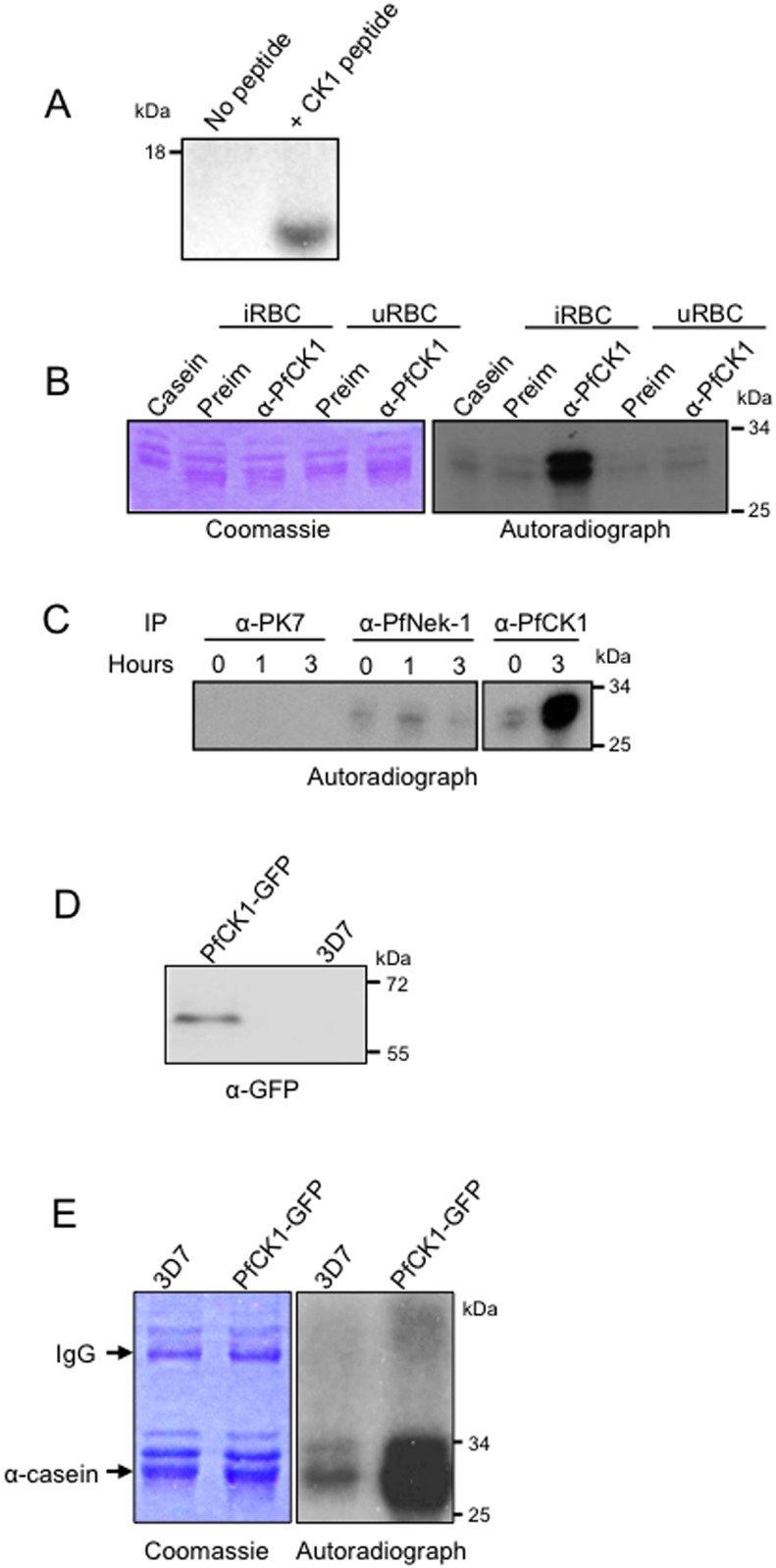 Fig 7