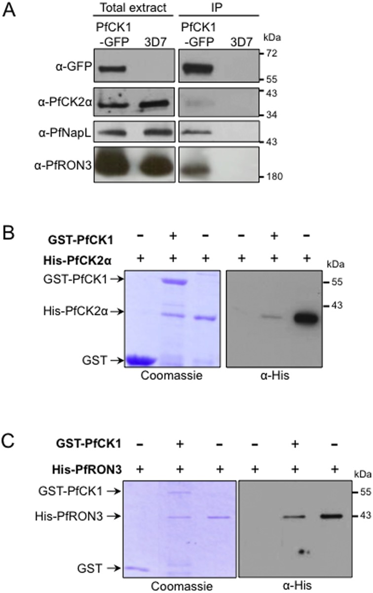 Fig 4