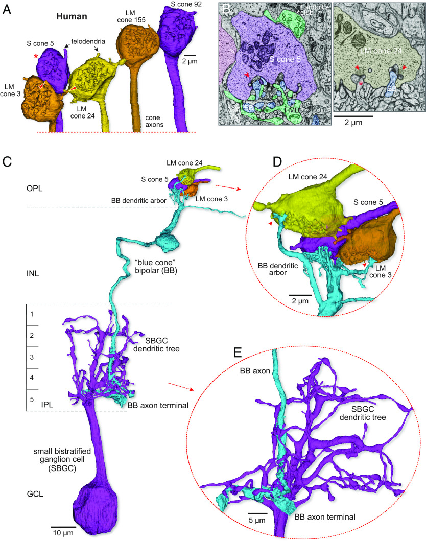 Fig. 2.