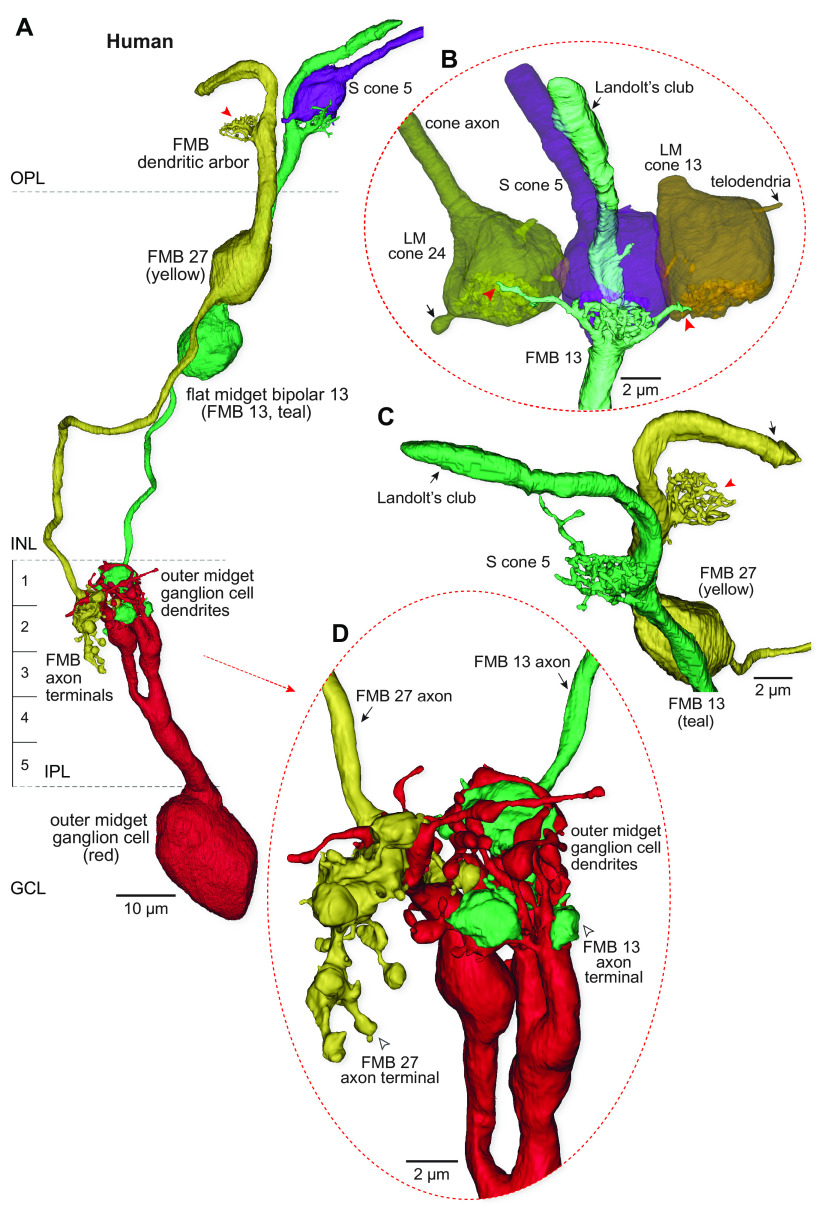 Fig. 6.