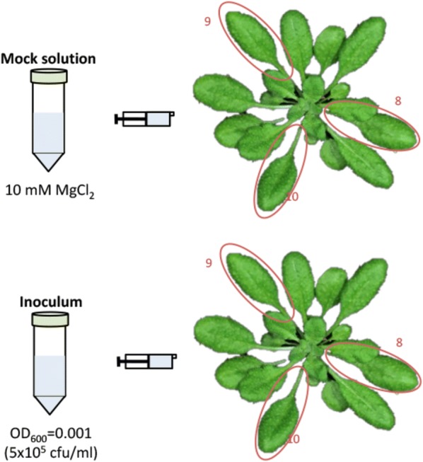 Fig. 3