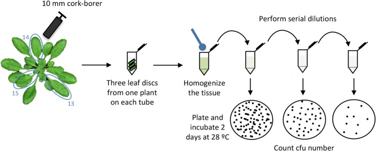 Fig. 5