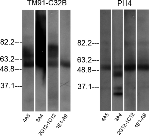 FIG. 3.