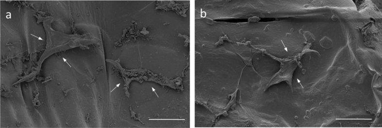 Supporting Fig. 3